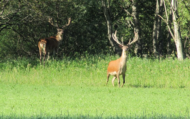 Auf einer grünen Wiese im Sonnenschein steht ein Hirsch im Bastgeweih, weiter hinten im Schatten am Waldrand ein weiterer, beide schauen den Betrachter an.