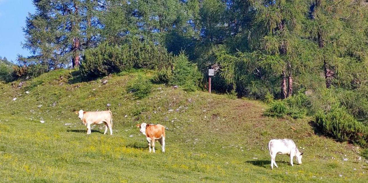 Gelungenes Plädoyer für die Sommerweidehaltung