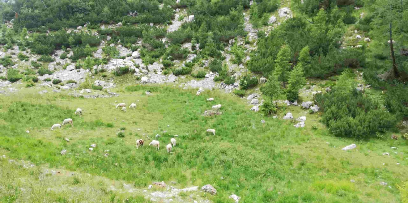 3Sat-Bericht zu Wolf und Weide in der Schweiz
