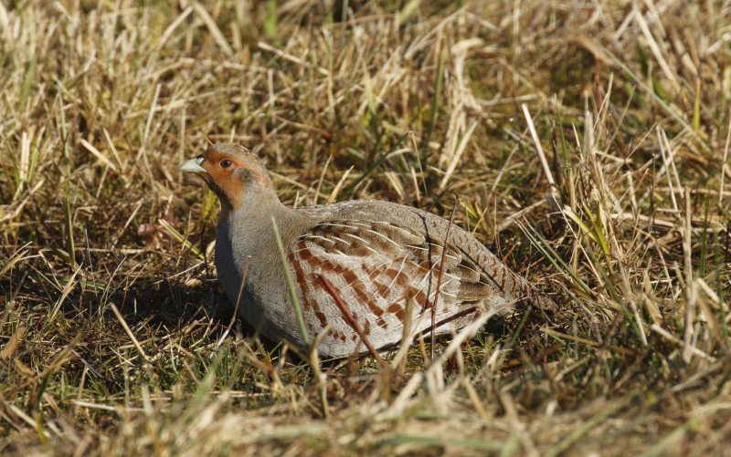 Im Gras sitzt ein graues Wildhuhn mit braunem Muster (Rebhuhn)