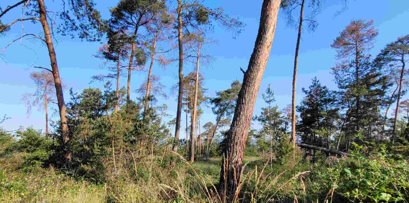 Der sarmatische Steppen-Kiefernwald - Opfer von Forstwirtschaft und schwachem Naturschutz?
