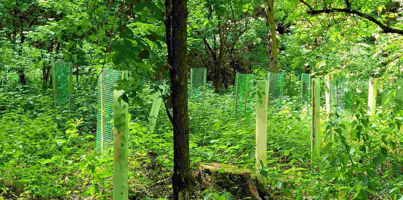 Im Wald jetzt punktuell pflegen