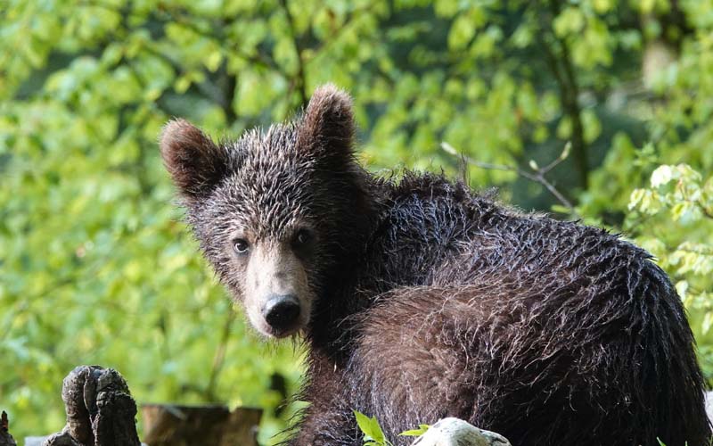 Michaela Skuban im Interview über Leben mit Bären und Wölfen Wildes Bayern e.V.