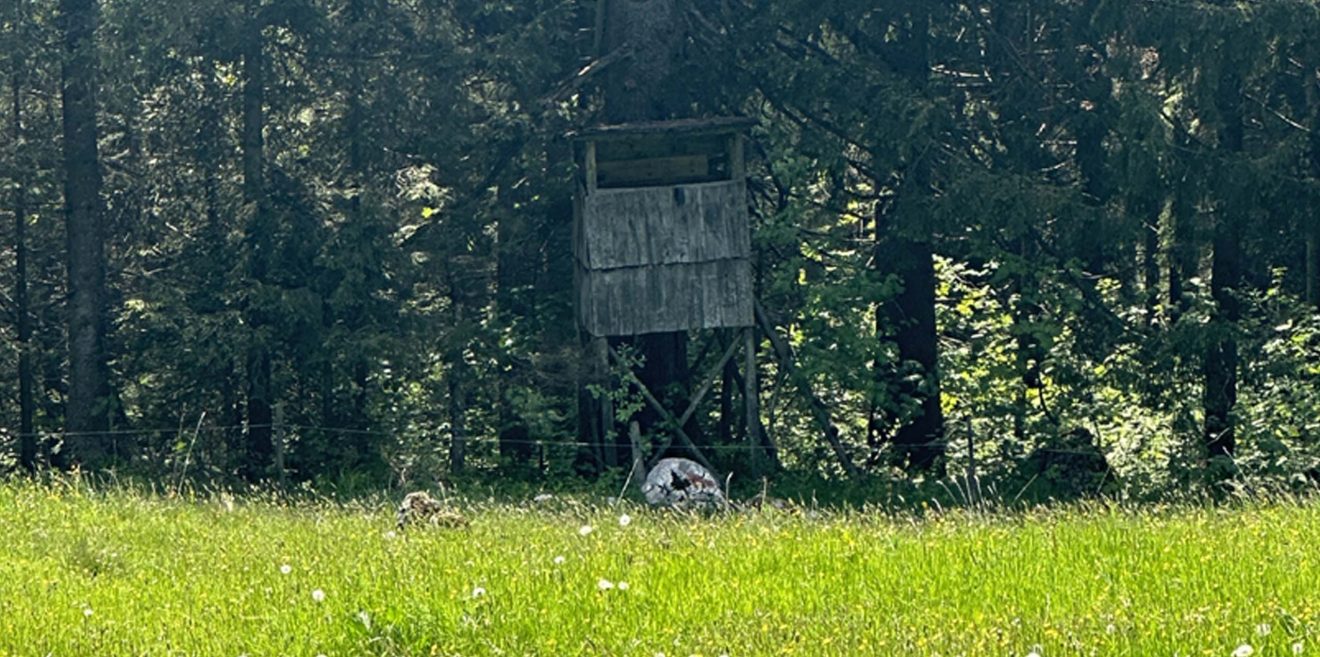 Waldbau unwichtig - Hauptsache totes Wild?