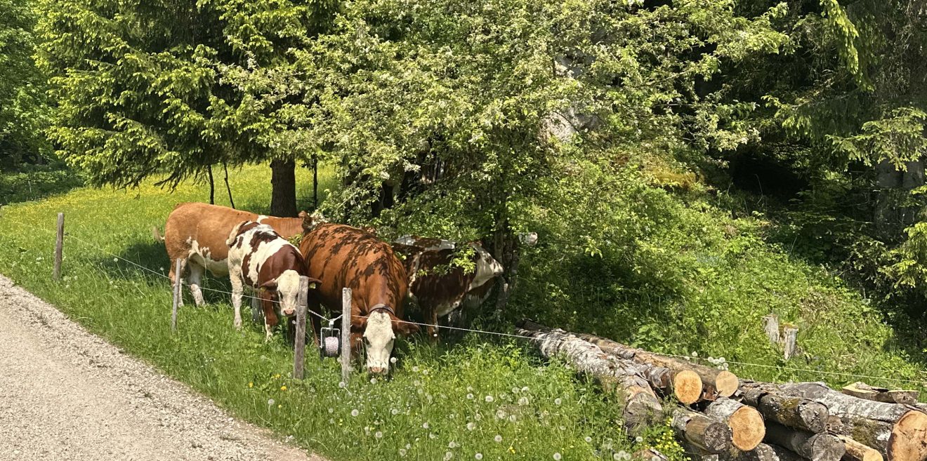 Aus aktuellem Anlass: Leitlinien zur Beweidung im Naturschutz