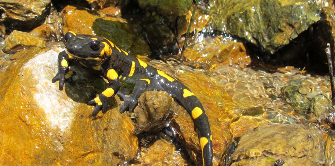Nürnberg: Tiergarten im Juli im Zeichen des Feuersalamanders