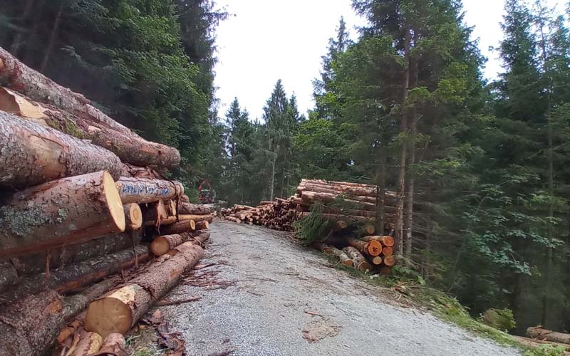 (c)Wildes Bayern - privat