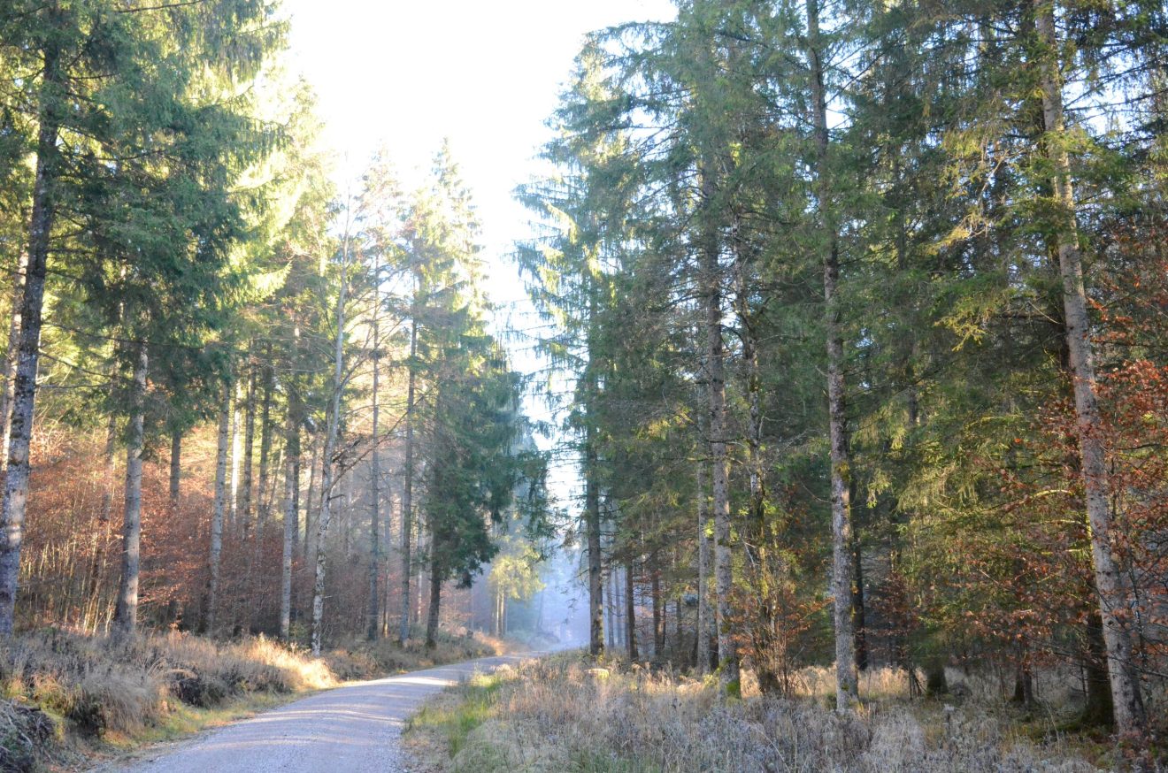 Forststraße durch einen lichten Bergmischwald im Frühherbst, am Horizont etwas Nebel