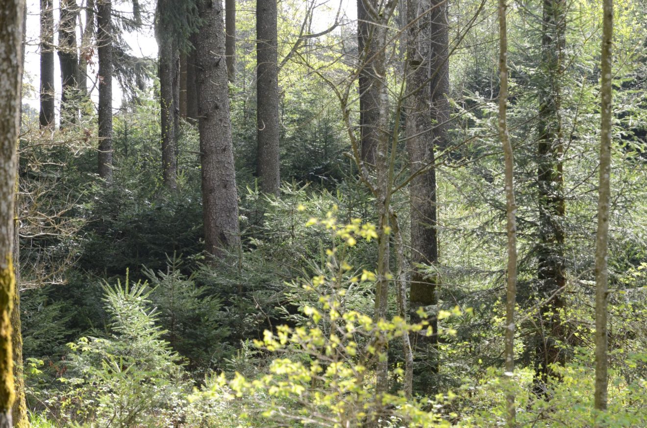 Foto einer Waldverjüngung