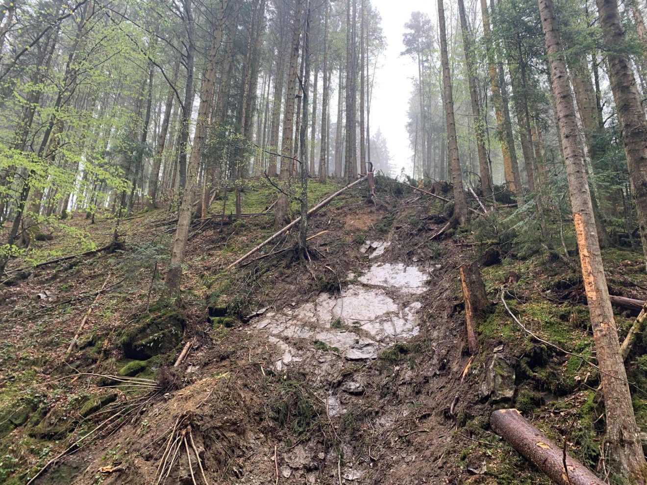 Mit Bäumen bestockter Hang, wo in einer Schneise der Boden bis auf den Fels hinunter abgetragen ist