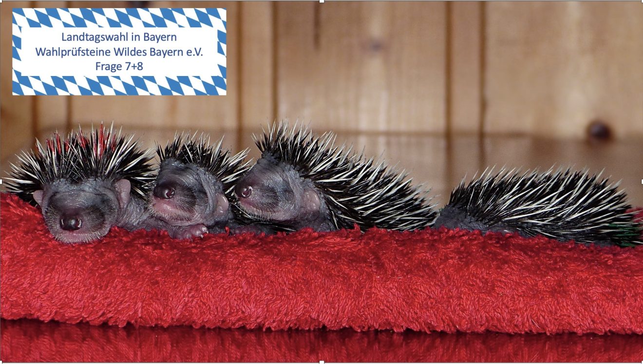 Foto von jungen Igeln auf einem Handtuch, Text: Landtagswahl in Bayern, Wildes Bayern e. V. Wahlprüfsteine 7+8