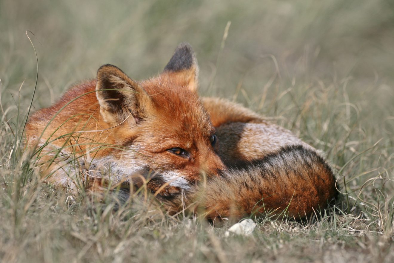 Ein Fuchs liegt zusammengerollt im Gras