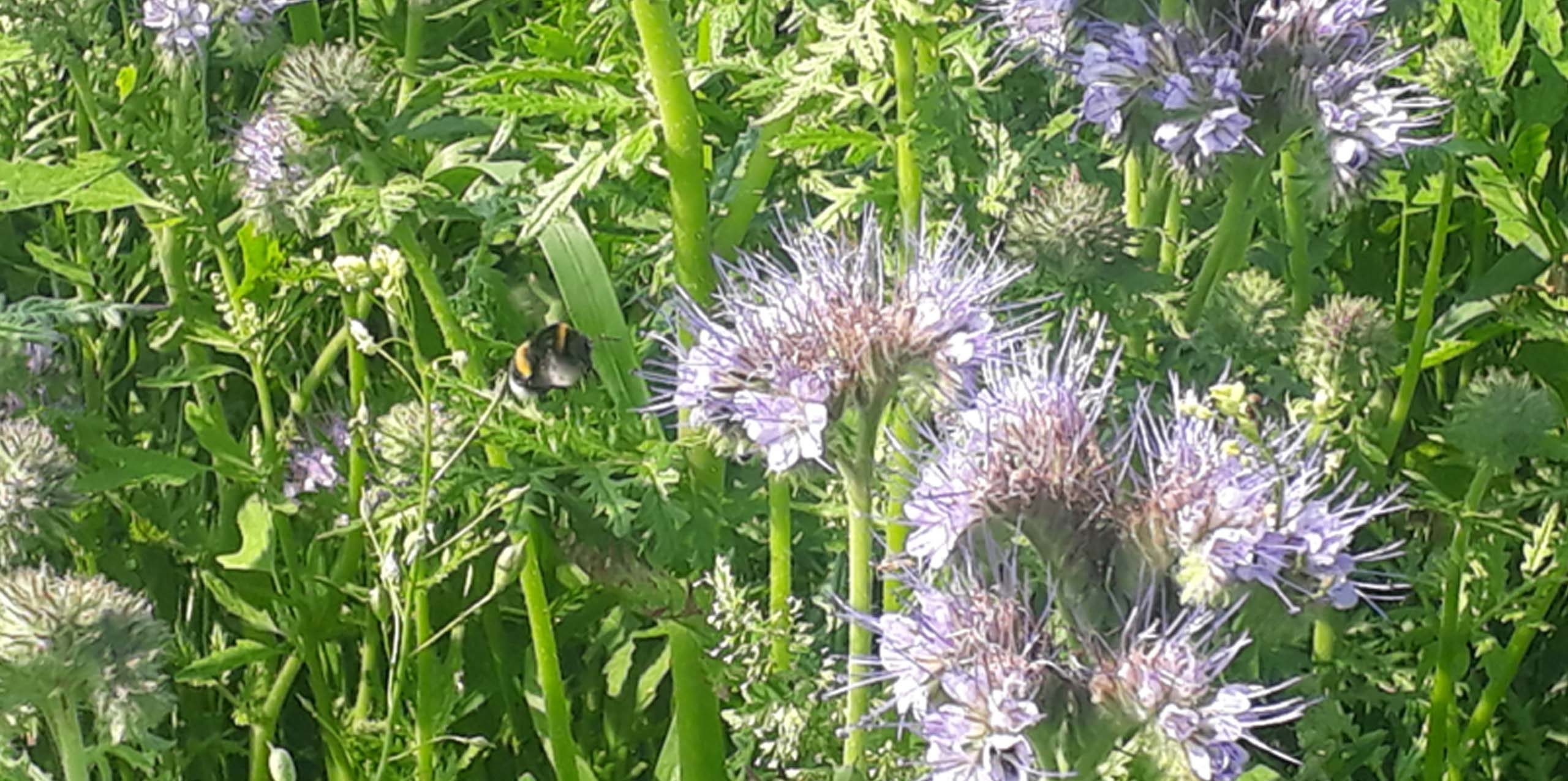 Foto von lila Blüten einer Agrarpflanze, die von einer Hummel angesteuert werden