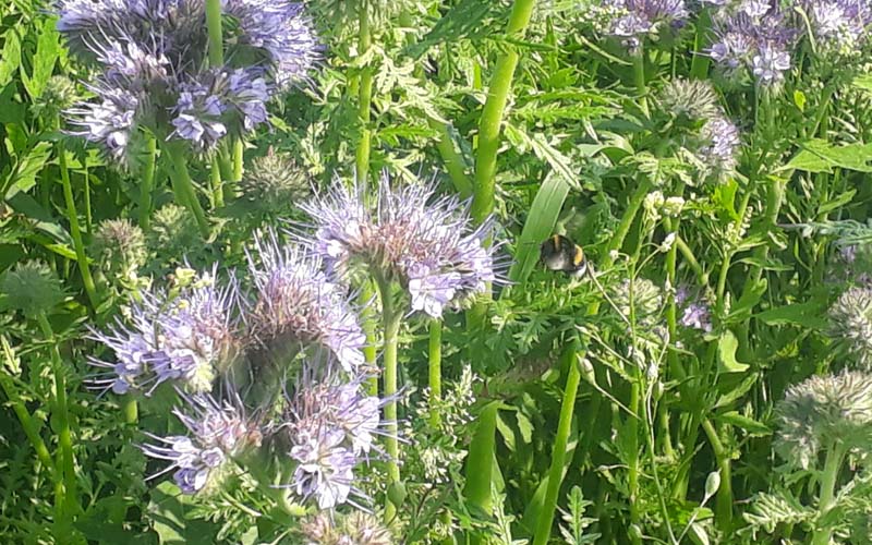 Lila Blüten einer Agrarpflanze, die von einer Hummel angesteuert werden