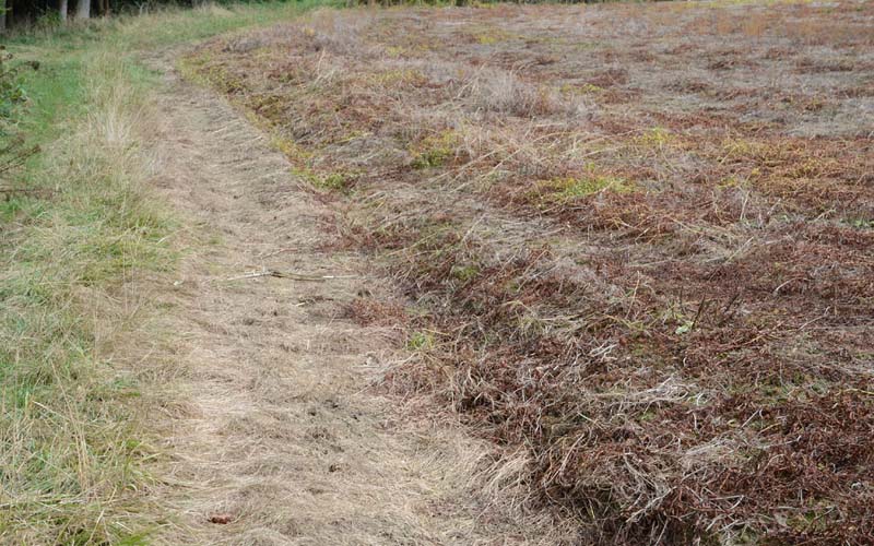 Ein brauner Acker mit verdorrten Pflanzen darauf