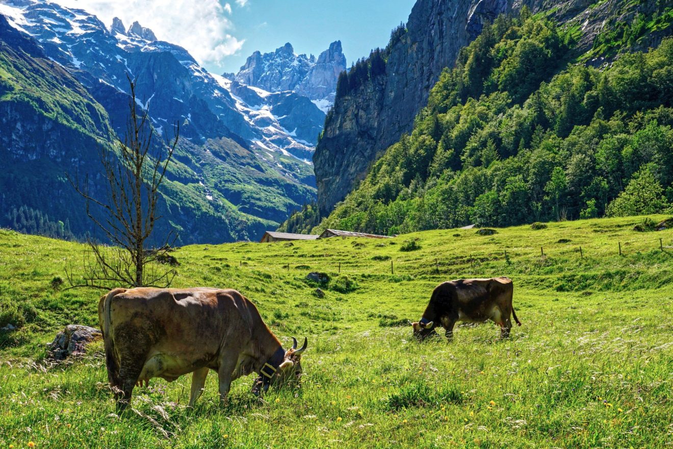 Zwei Kühe grasen auf einer grünen Alm vor Bergkulisse