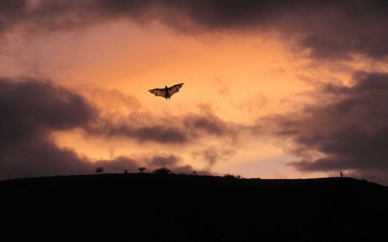 Abendroter Himmel mit grauen Wolkenfetzen, davor schwebt eine Fledermaus