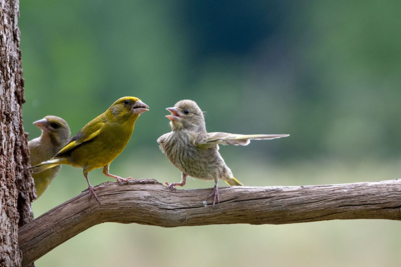 Auf einem Ast sitzen zwei Vögel, der Jungvogel rechts scheint mit dem Flügel nach rechts zu zeigen, der Altvogel links scheint mit offenem Schnabel zuzuhören...