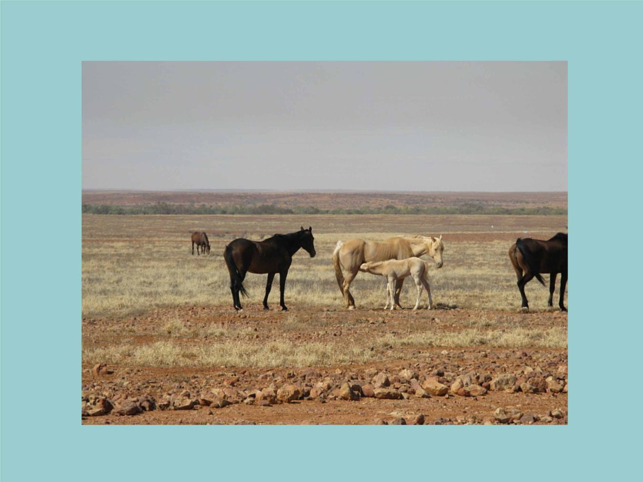Foto einer baumlosen, kargen Landschaft, darauf stehen frei einige dunkelbraune und helle Pferde, eins davon hat ein Fohlen