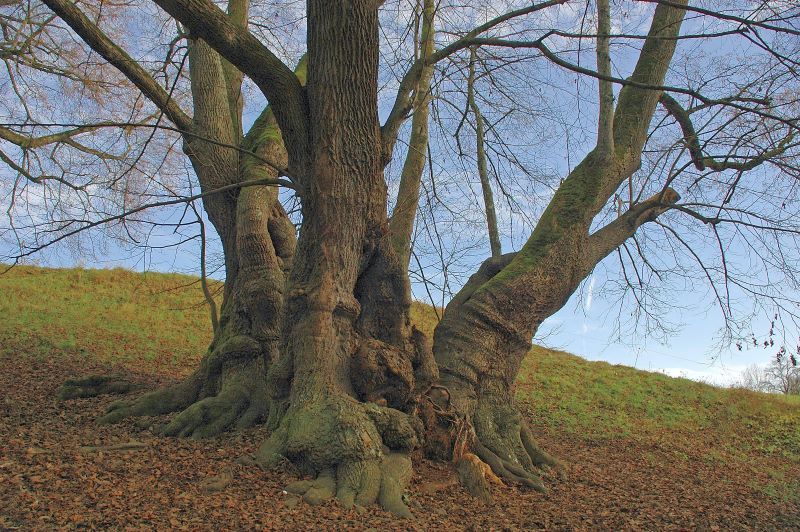 Tassilolinde Wessobrunn ein Traum von einem Baum jetzt Nationalerbe
