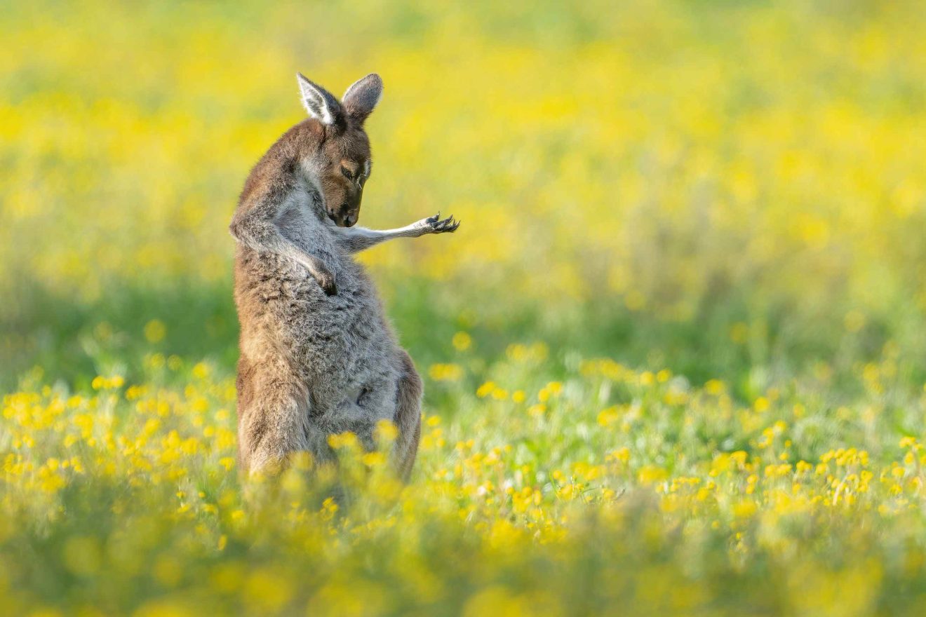 Ein junges Känguru steht in einer Blütenwiese, als spiele es Luftgitarre