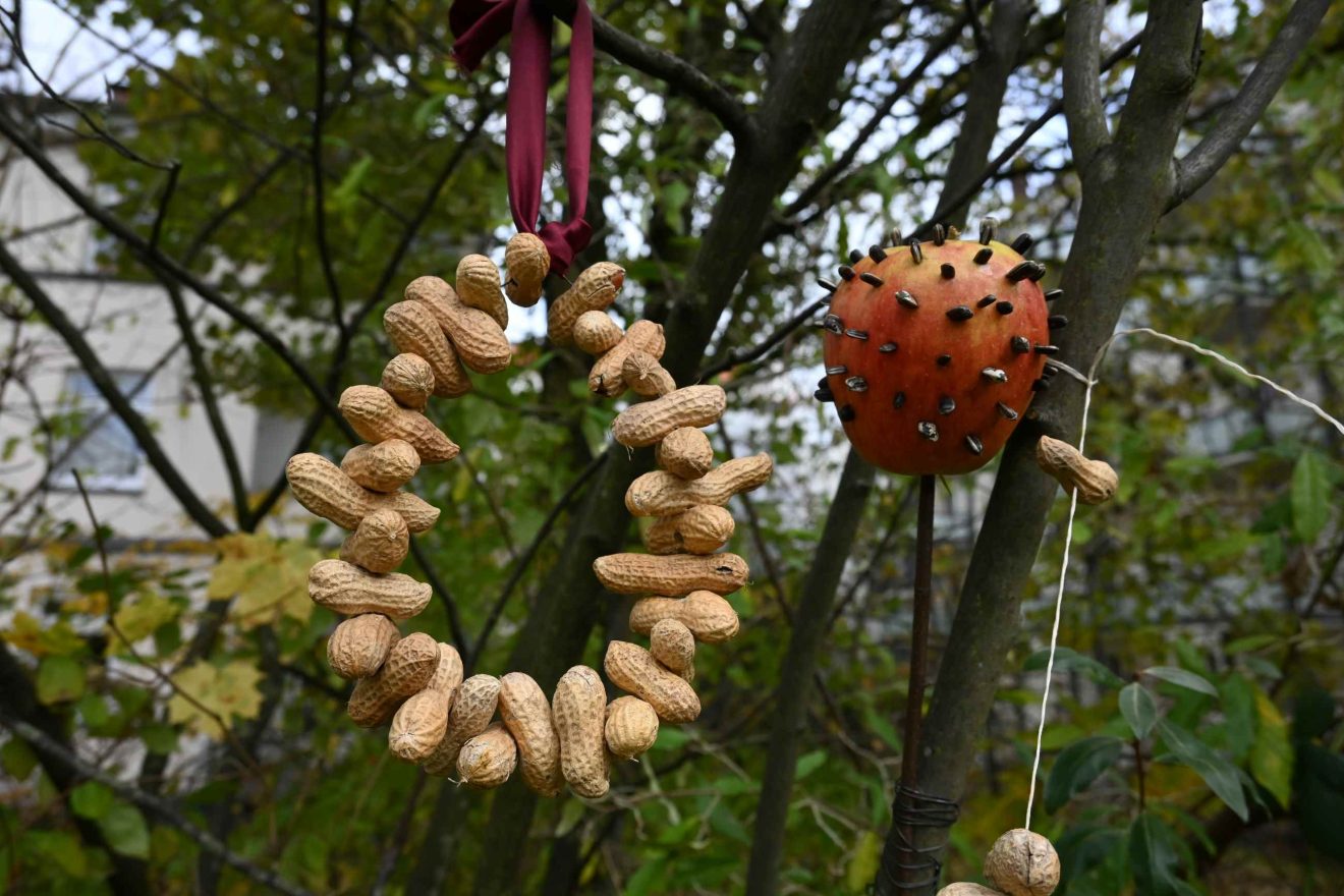 An einem Ast hängen ein Ring aus Erdnüssen und ein Apfel, gespickt mit Sonnenblumenkernen