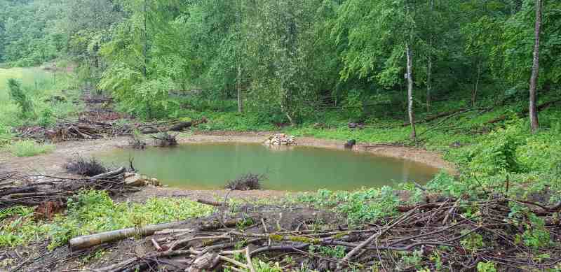 Ein frisch angelegter Weiher an einem Waldrand