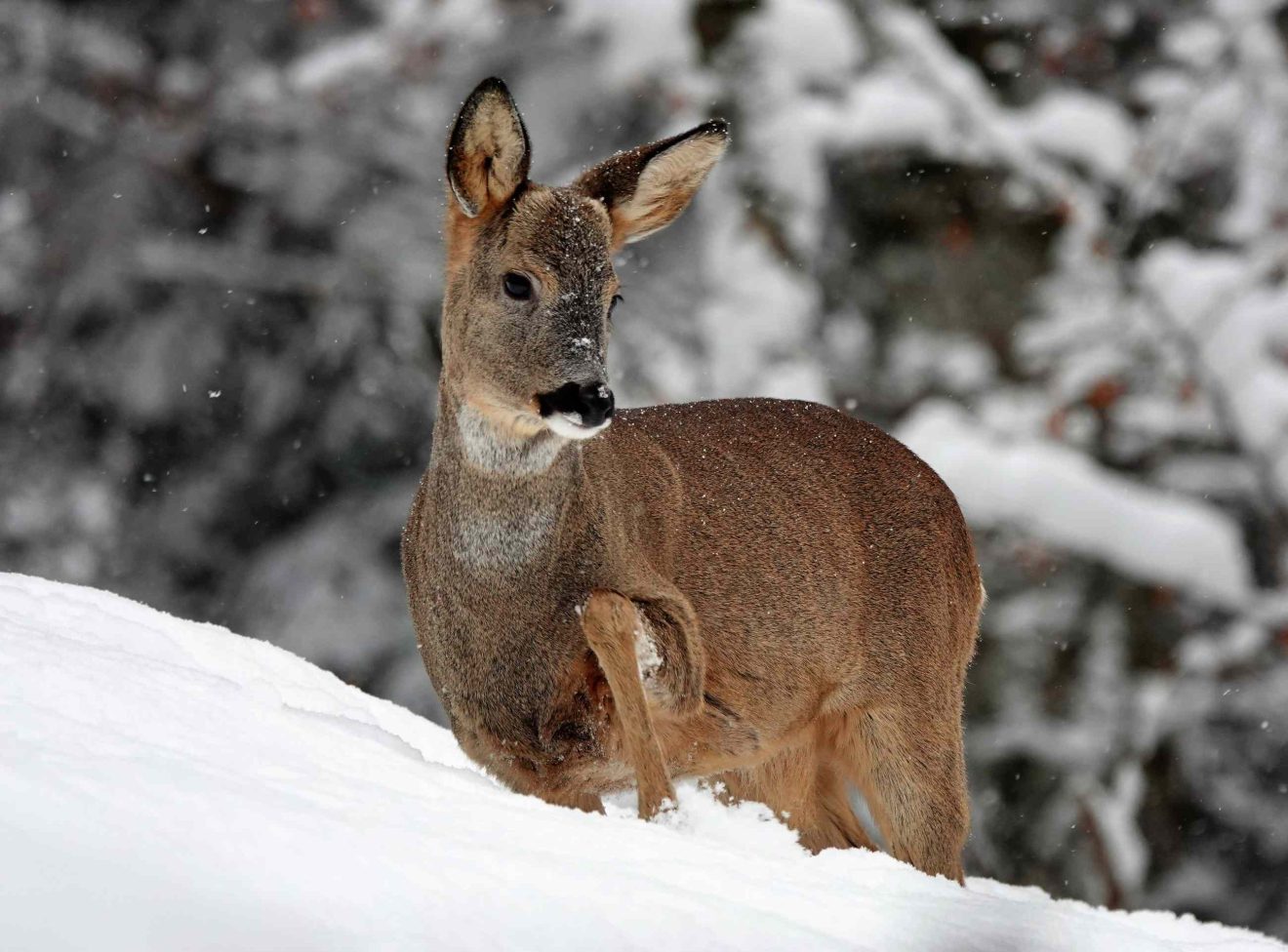 Ein Reh steht bis zum Bauch im Schnee