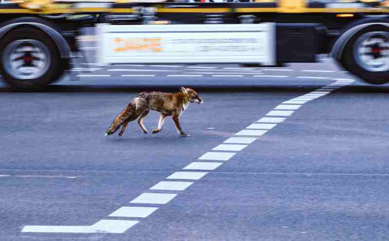 Ein Fuchs läuft auf einer Straße, dahinter sieht man den unteren Teil eines fahrenden LKW