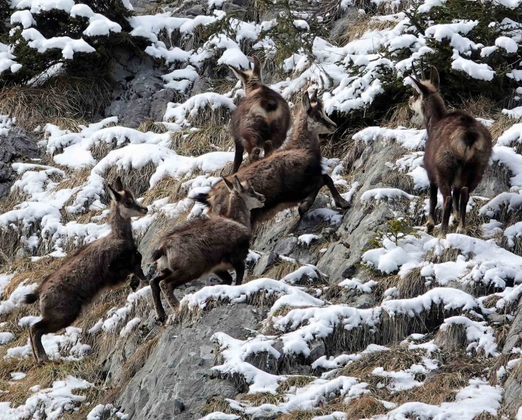 Fünf junge Gemsen springen einen leicht mit Schnee bedeckten Berghang hinauf