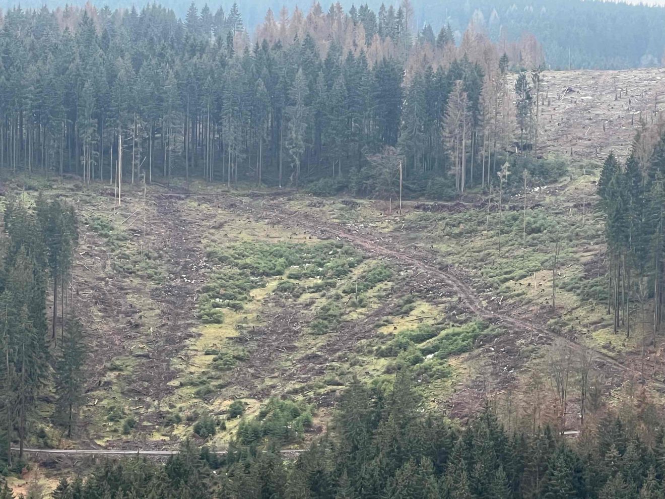 Blick auf einen Berghang mit Kahlfläche, auf dem breite Fahrspuren zu erkennen sind