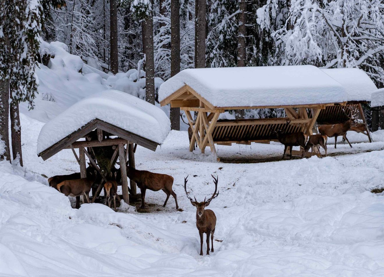 Hirsche an einer winterlichen Fütterung im dick schneebedeckten Wald