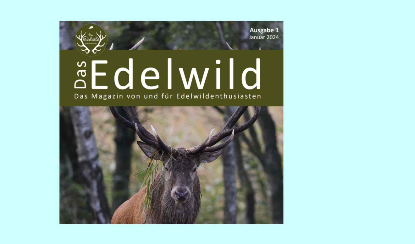 Auszug aus dem Titelbild der Zeitschrift "Edelwild" mit Schriftzug und Hirschfoto vor hellgrünem Hintergrund
