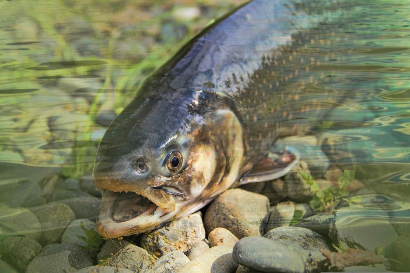 Eine Forelle in sehr seichtem Wasser schnappt nach Luft