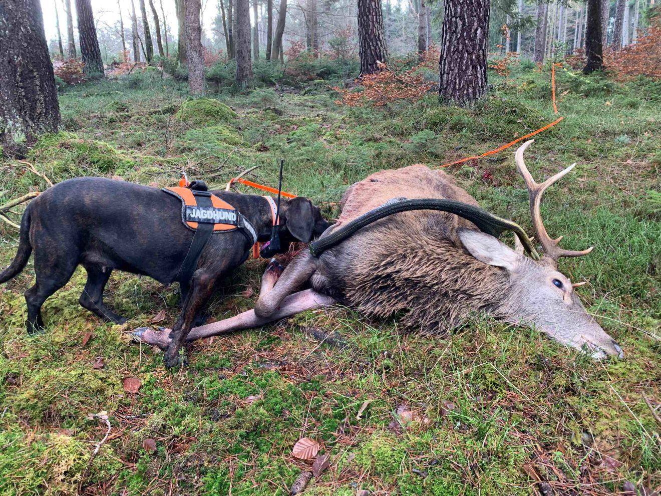 Ein Hund im Geschirr verweist auf einen toten Hirsch.