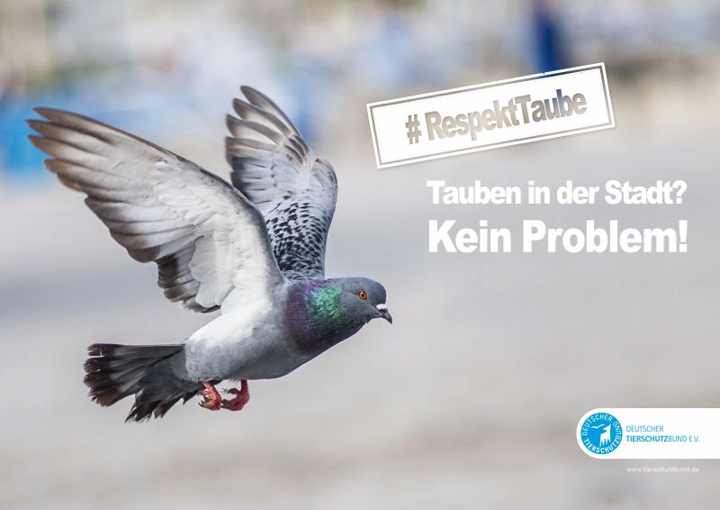 Eine Taube fliegt ins Bild. Text daneben: Tauben in der Stadt? Kein Problem!