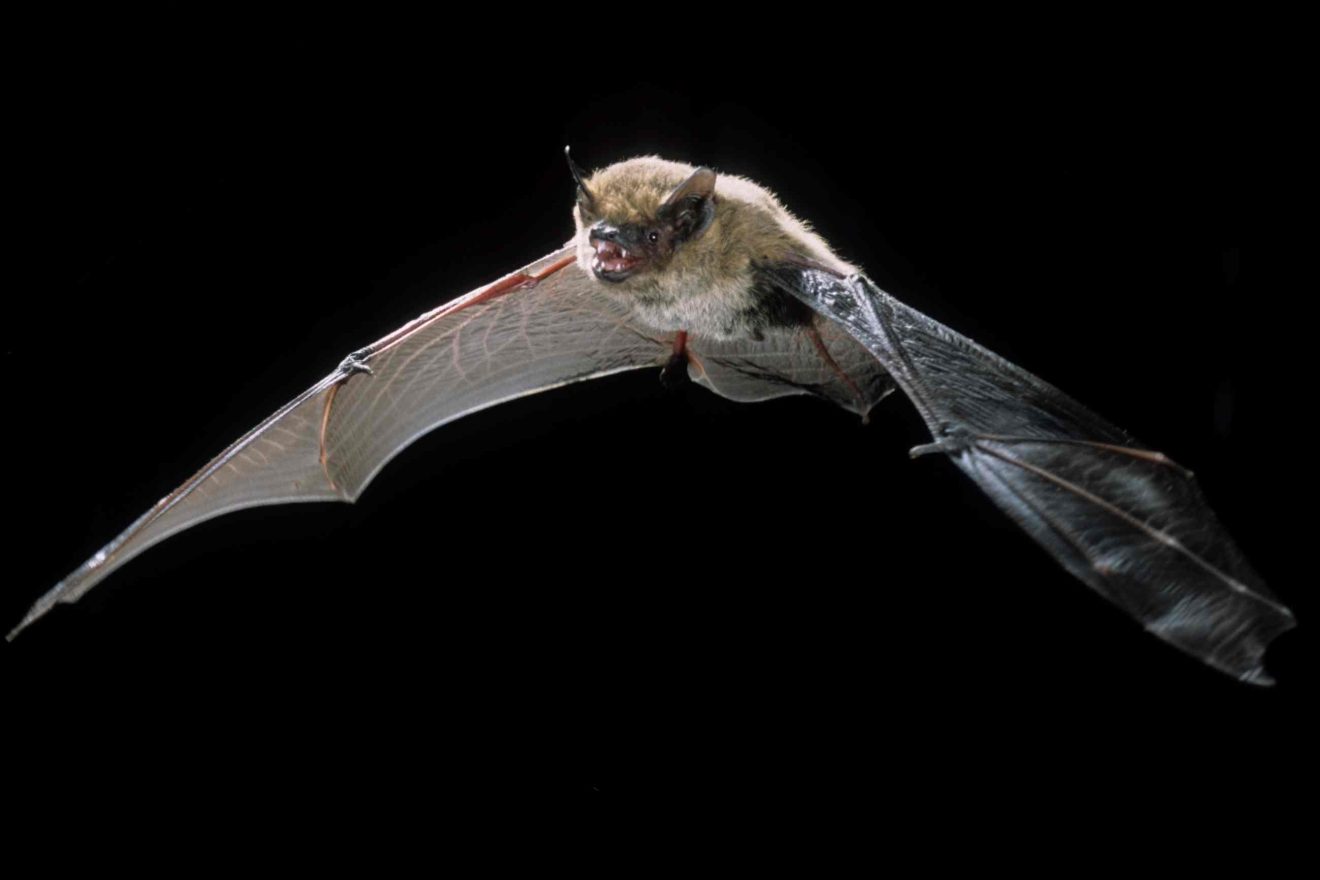 Eine Fledermaus vor schwarzem Hintergrund fliegt dem Betrachter entgegen