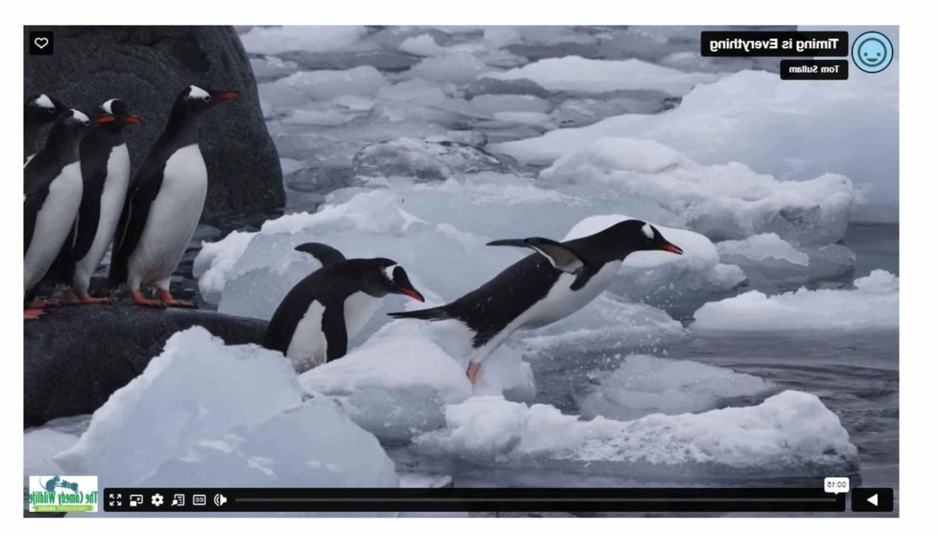 Pinguine springen hintereinander in ein Gewässer mit Eisbrocken
