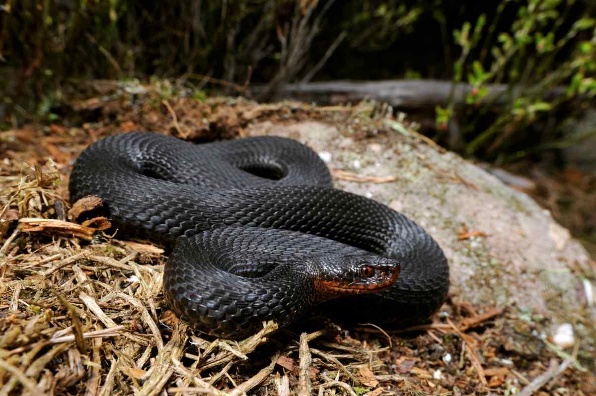 Eine schwarze Schlange mit brauner Kinnpartie liegt zusammengerollte auf einem Felsblock im trockenen Streu