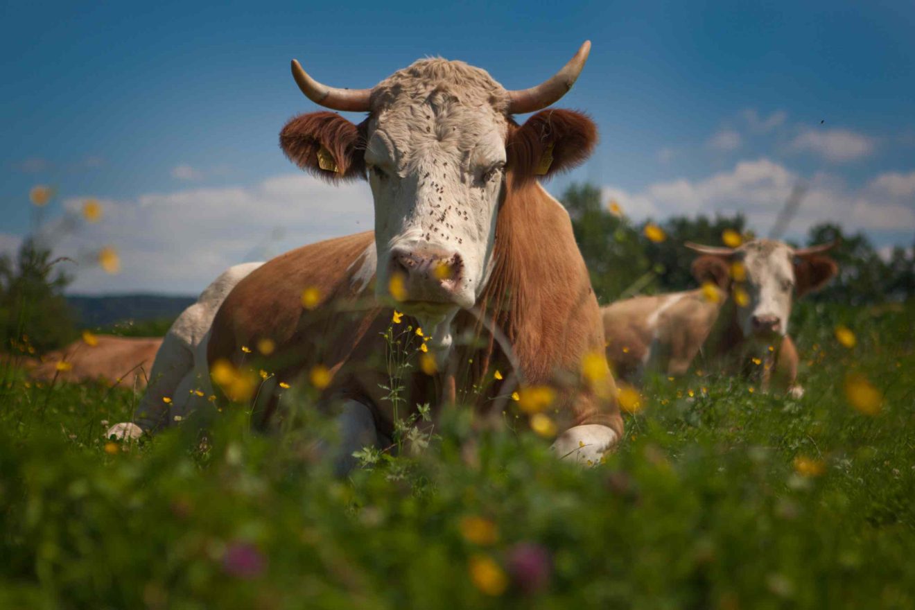 Eine Kuh mit Hörnern liegt friedlich im Gras, im Vordergrund bunt blühende Kräuter
