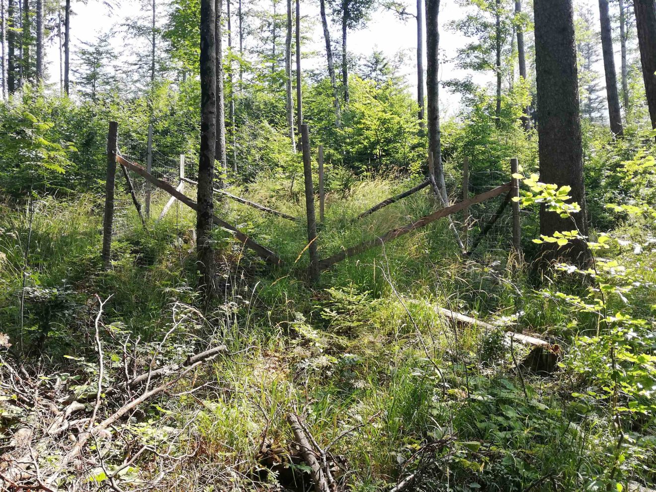 Kleiner umzäunter Bereich in einem Wald