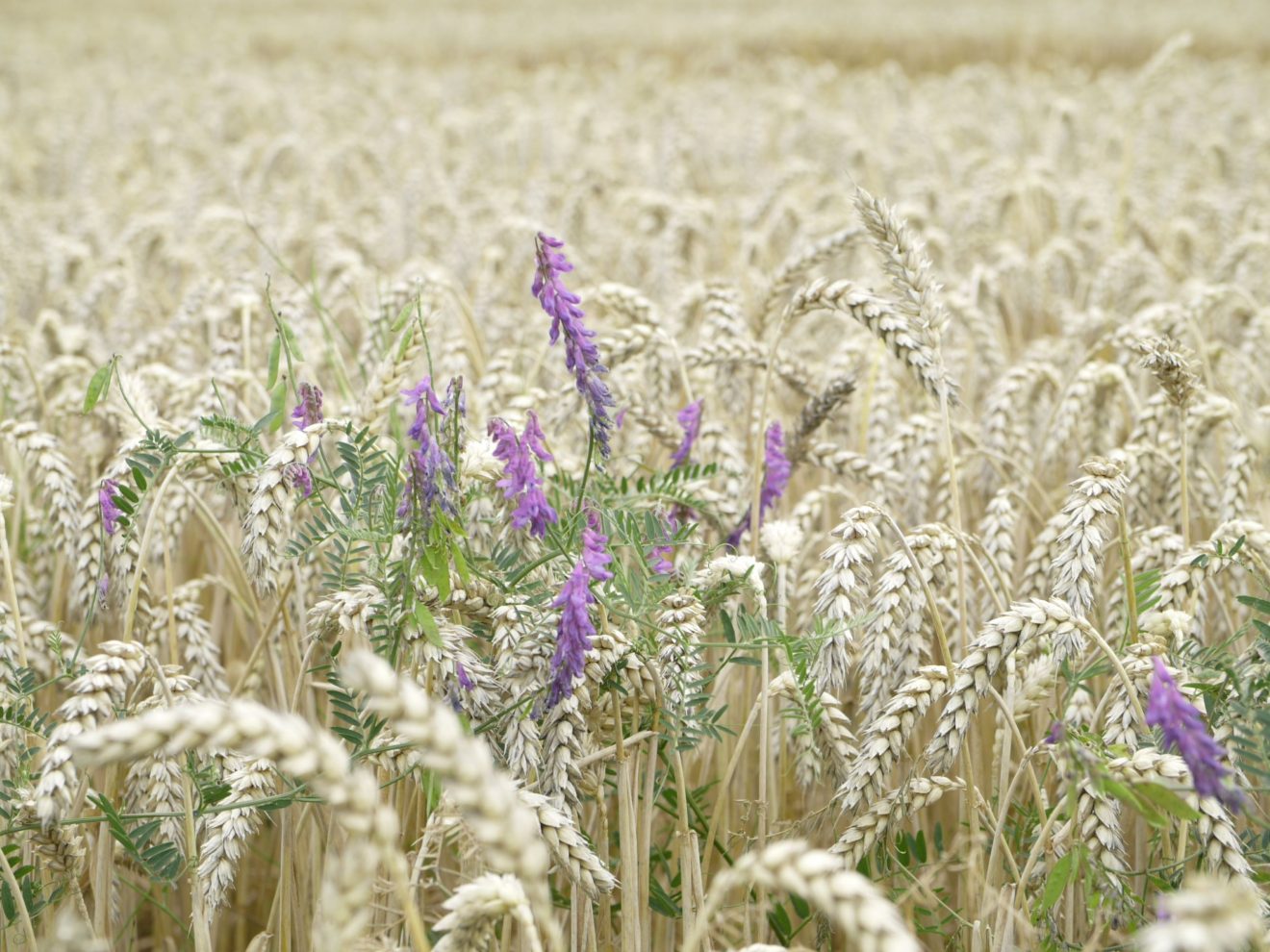 Ein Weizenfeld, in dem eine violette Wildblume blüht