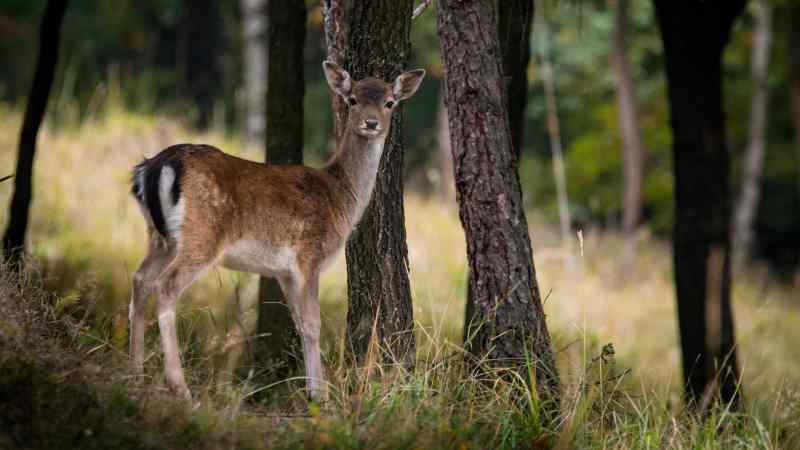 Ein Damwildkalb steht in einem Wald und schaut den Betrachter an