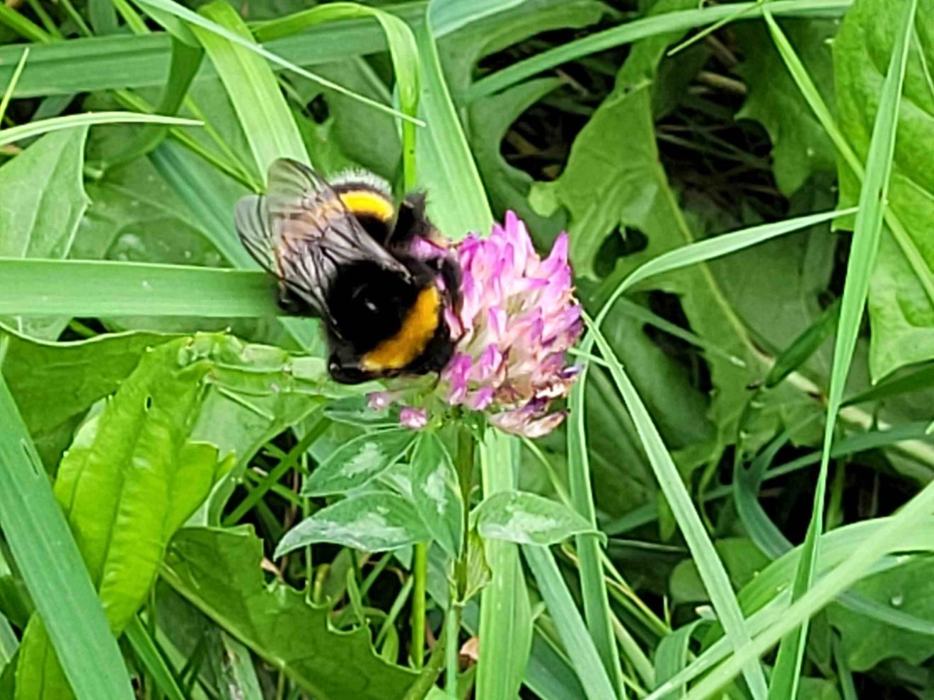 Eine Hummel sitzt auf einer Rotkleeblüte in einer Wiese