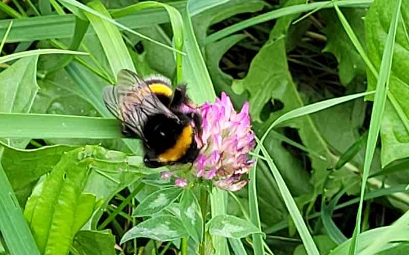 Eine Hummel sitzt auf einer Rotkleeblüte in einer Wiese