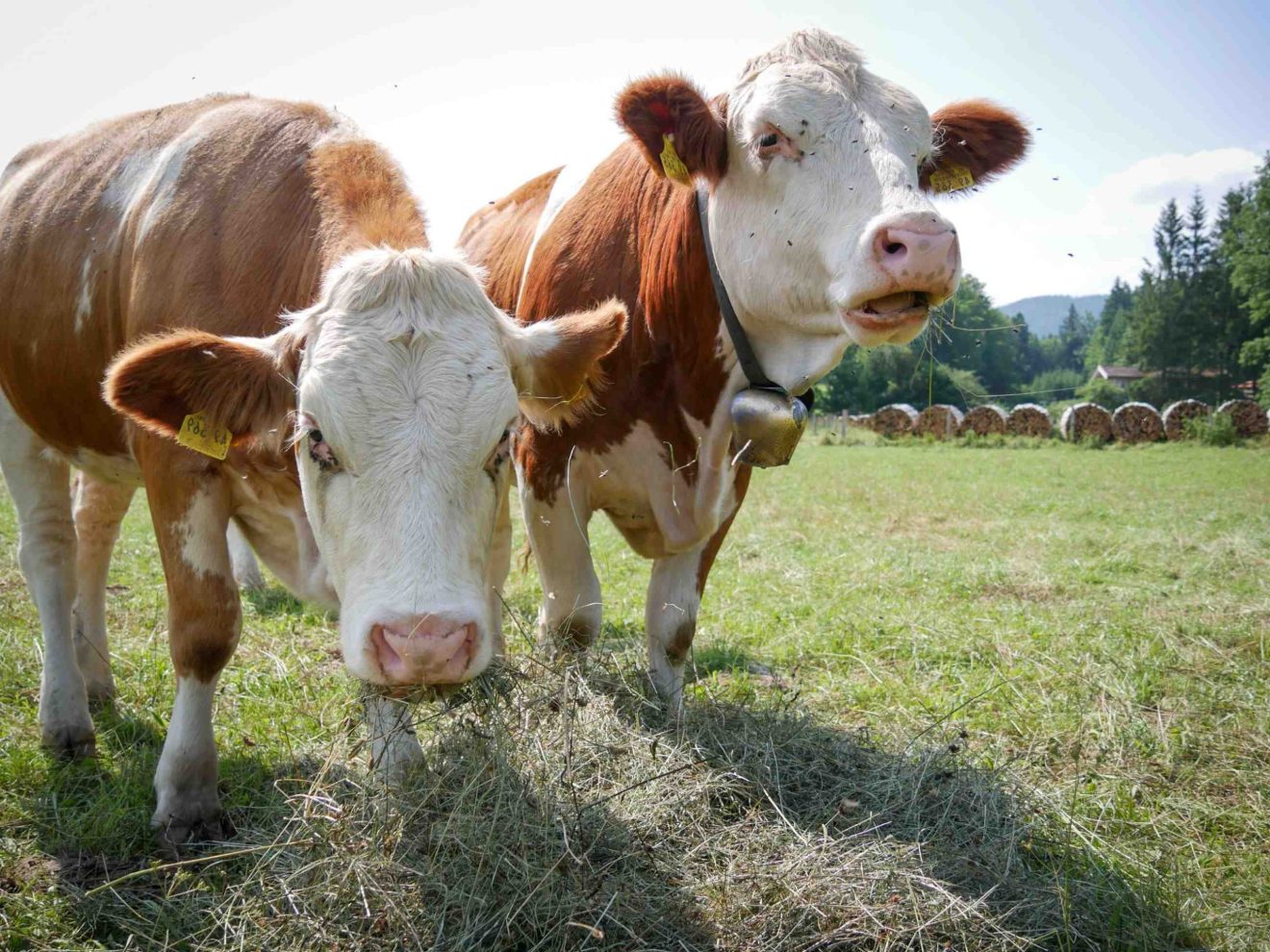 Zwei Kühe fressen Heu auf einer Wiese