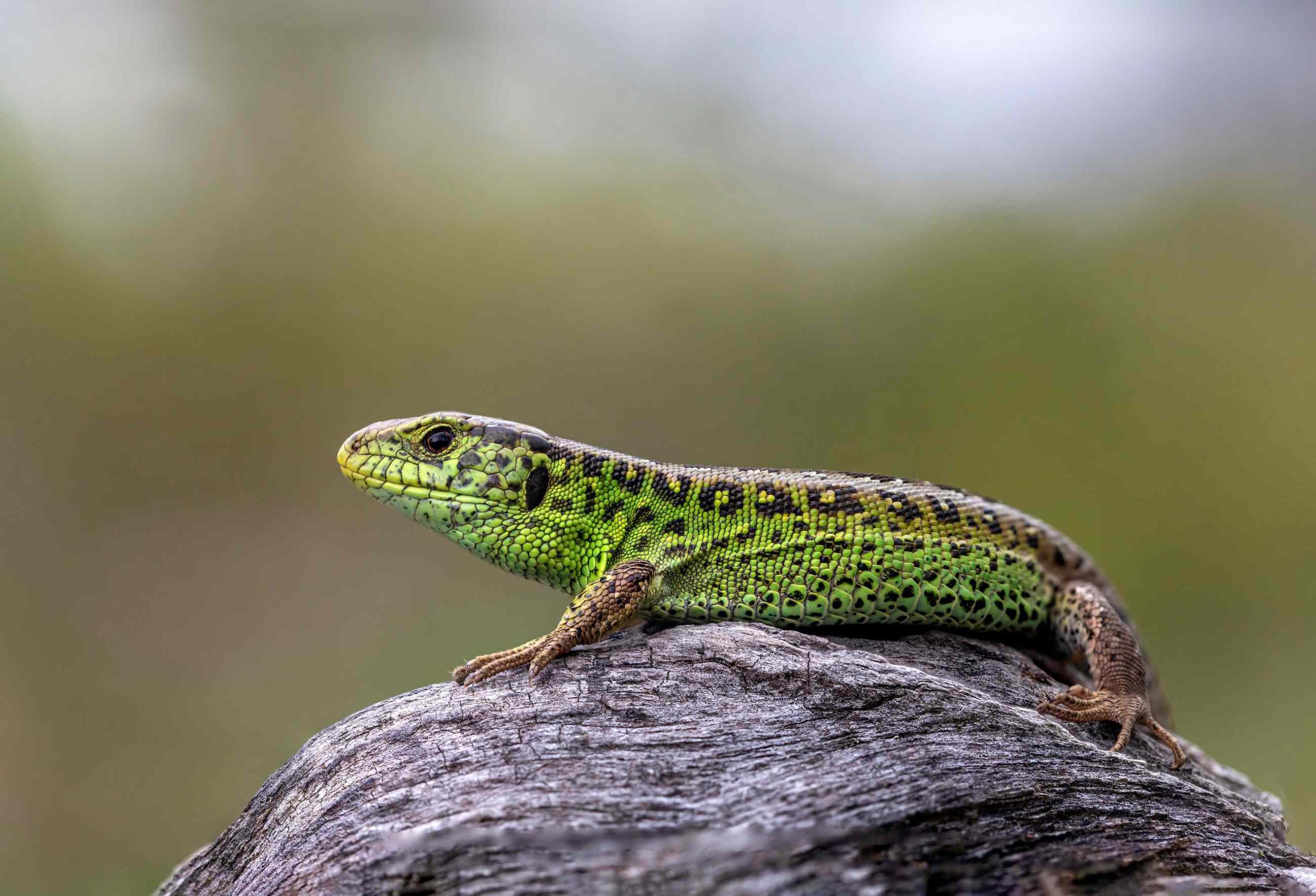 Eine hellgrün schimmernde Eidechse sitzt auf einem Stein