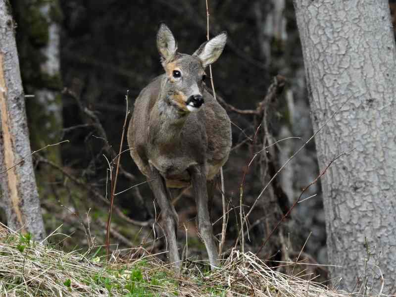 Eine trächtige, dicke Rehgeiß, die noch weitgehend Winterfell trägt, steht zwischen Bäumen