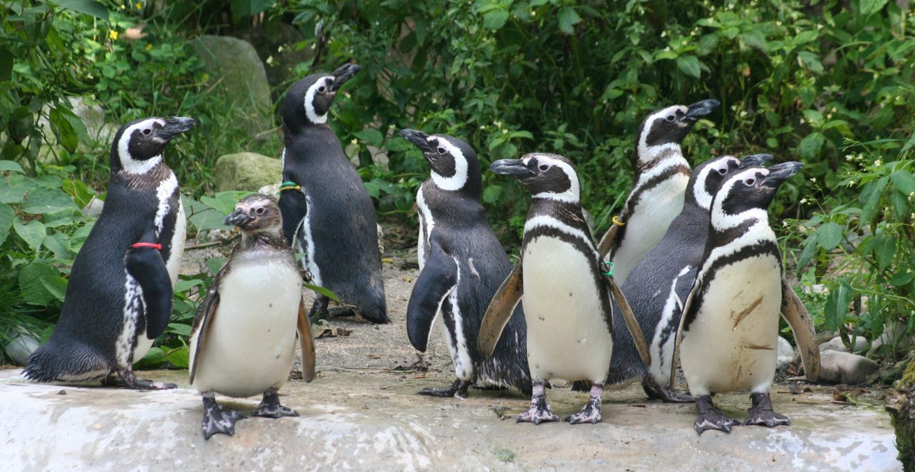 Eine Gruppe Pinguine