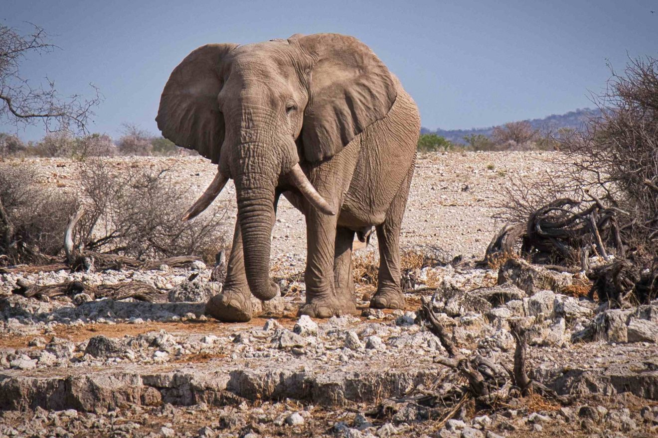 Ein Elefant steht in steiniger Landschaft der Etosha-Pfanne in Namibia